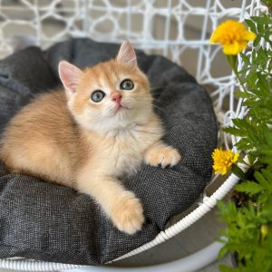 Darcy - Female